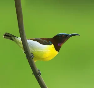 Purple-Rumped Sunbird