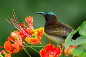 Purple Rumped Sunbird